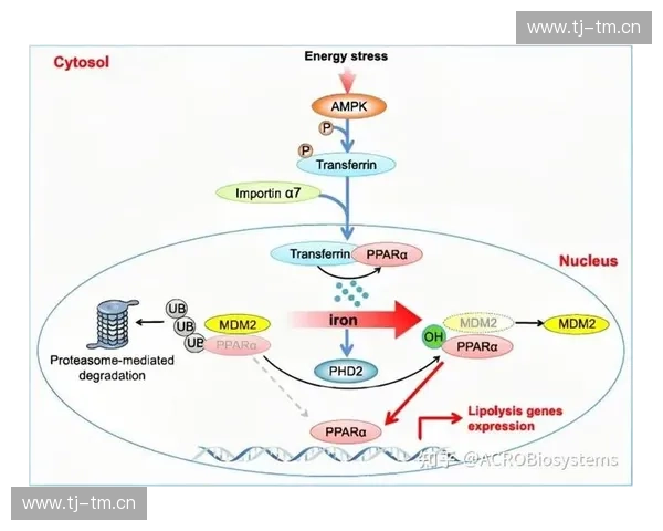 以短时爆发为核心的能量释放与系统响应机制特征分析与应用前景